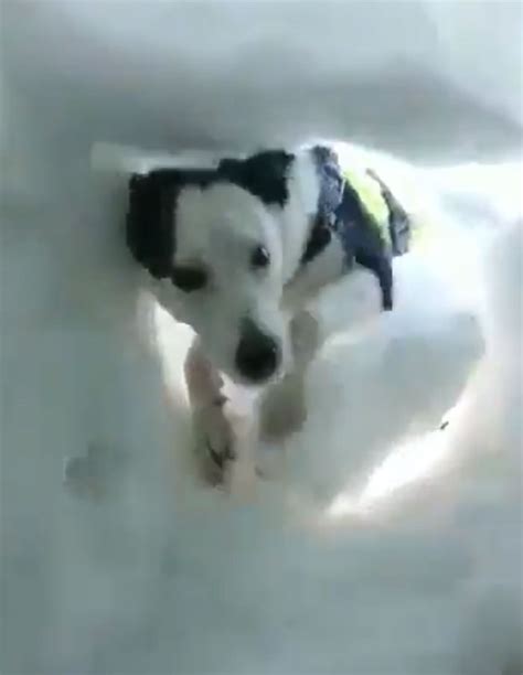 Volunteer Buries Himself In Snow And Waits For The Rescue Dog To Save
