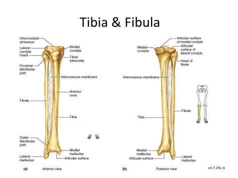 Anatomy Of Tibial Bone