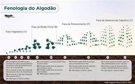 Ciclo Do Algodão Em Dias