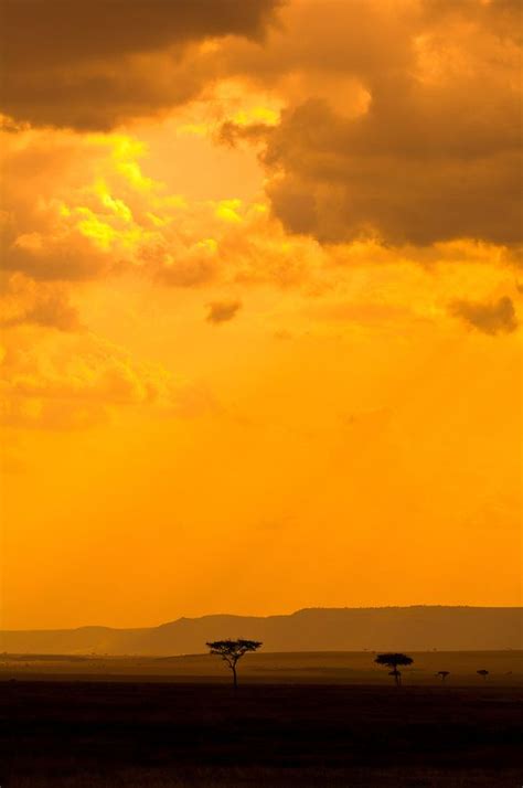 Acacia Trees Silhouetted At Sunset Masai Mara National Reserve Kenya