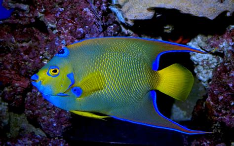 queen angelfish exotic marine fish wallpaper hd  laptop mobile phone wallpaperscom