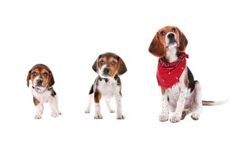 Discover The Perfect Beagle Weight Chart From Puppies To Adults
