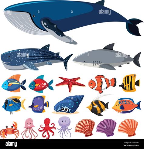 Different Types Of Sea Creatures On White Background Illustration Stock