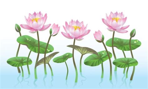 Lihat ide lainnya tentang bunga teratai, teratai, bunga. Mewarnai Kolam Bunga Teratai - Petani Telaten Merawat Bunga Teratai Beritabaik Id / Untuk ...