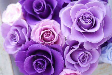 The Mystical Enchantment Of Purple Roses The Purple Galaxy