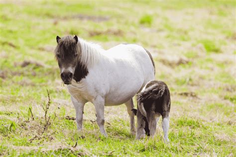 All About Shetland Ponies Facts Lifespan Care Etc