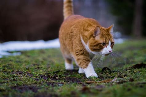 Cat Siberian Orange Animal Feline Domestic Purebred Furry