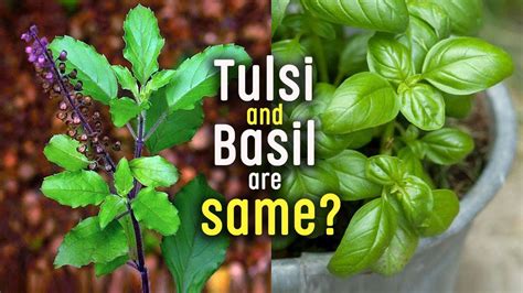 Tulsi And Basil Are Same Difference Between Basil And Tulsi Or Holy