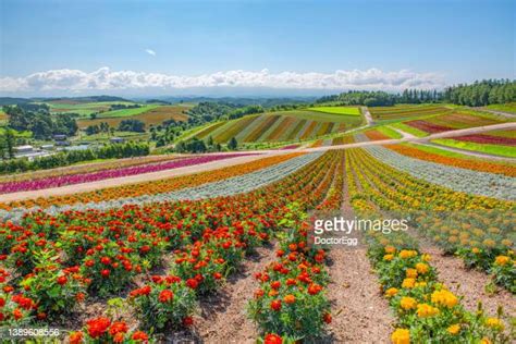 Hokkaido Summer Photos Et Images De Collection Getty Images