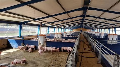 Pig Finishing Houses Pig Weaning Houses Pig Sow Unit Baynesfield