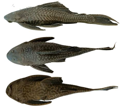 Dorsal Lateral And Ventral Views Of The Amazon Sailfin Catfish