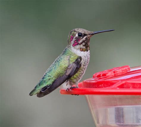 For those hummingbird enthusiasts that wish to see the greatest variety of species, as well as large numbers of individuals, a visit to southeastern arizona is a must. Gordon's Birding Adventures: Hummingbirds in Arizona
