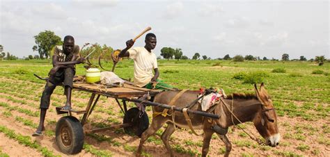 Paving The Way Sustainable Agriculture In Senegal