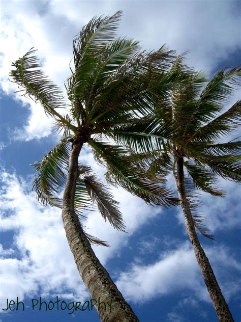 Palm Trees Sway In The Breeze By Jennellechan981 On Deviantart