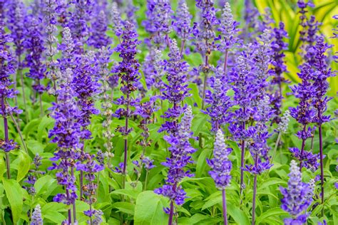 This means you get a return on your investment year after year! Blue Salvia for sale at Desert Horizon Nursery ...
