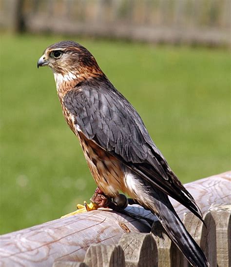 Watch these videos, in which bald eagles and ospreys—both birds of prey—go on the attack; Level 1 - Birds of prey UK & Ireland, - Memrise