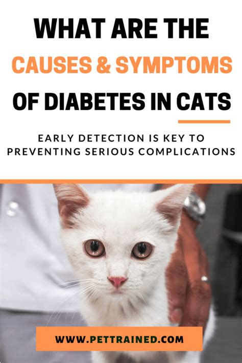 What Are The Causes And Symptoms Of Cat Diabetes Pet Trained
