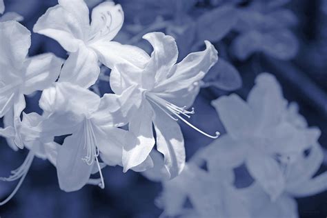 White Azalea Flowers Blues Photograph By Jennie Marie Schell