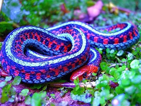 Pin By Kira Nederlof On Animals Beautiful Snakes Colorful Snakes Snake