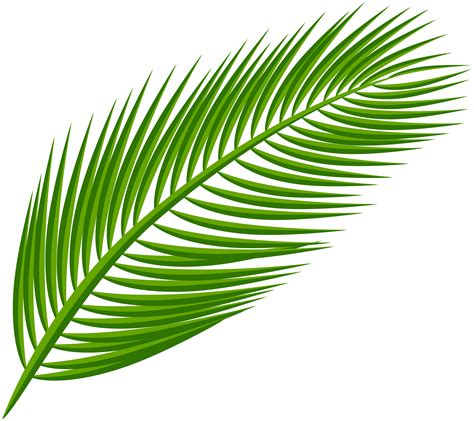 Cut out the shape and use it for coloring, crafts, stencils, and more. Arecaceae Leaf Clip art - Palm Leaf Transparent Clip Art ...