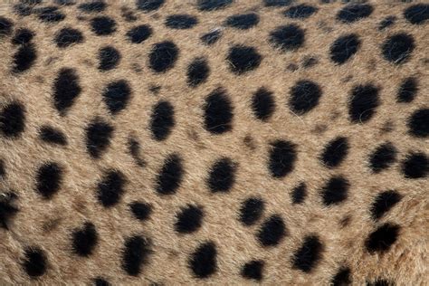Real Cheetah Spots By Fpanther On Deviantart