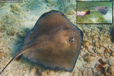Daily Creature 85 Southern Stingray Hal Brindley Wildlife Photography