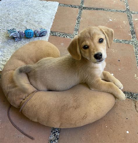 Repost of @monkishiba learning more tricks! 2 month baby Shiba Inu-Beagle mix : rarepuppers