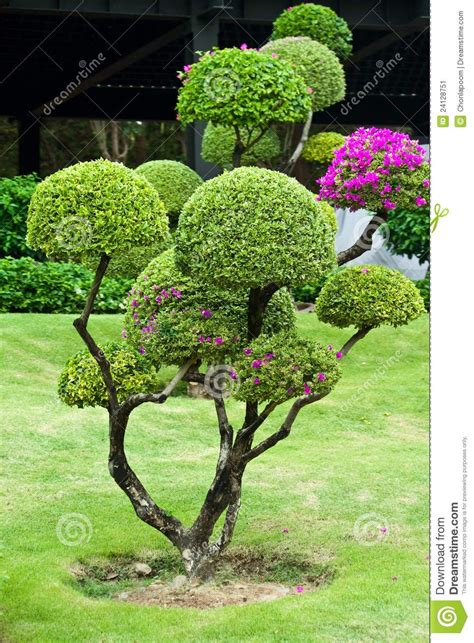 A tree for every garden. trees for small gardens nz | Garden | Jardinería, Arbustos ...