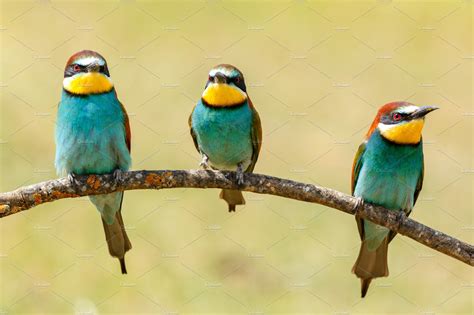 Three Colorful Birds High Quality Animal Stock Photos Creative Market