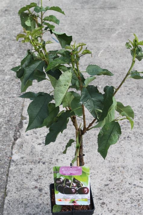 (8 m) and have a spread of around 4 to 8 ft. Dwarf Patio Fruit Tree- Cherry- Variety Sunburst- Approx ...