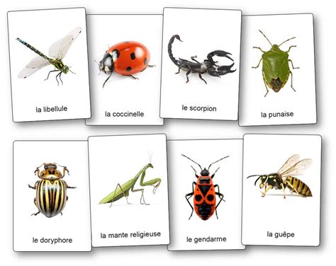 L Imagier Des Insectes Et Petites Bêtes Du Jardin Imagier Insectes