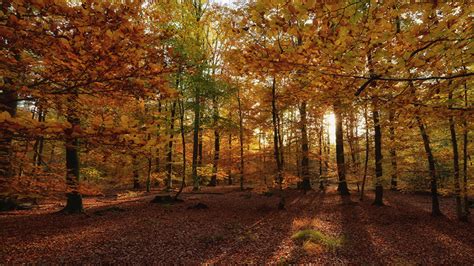 Picture Foliage Autumn Nature Forests Trees 1366x768