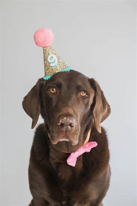 Pet Party Hat Dog Party Hat Dog Birthday Party Crown Etsy