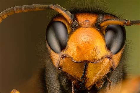 Are Murder Hornets Deadly To Humans The Insect Has Been Spotted In The Us