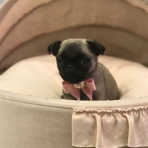 A List Of The Cutest Teacup Pug Pictures And Videos Are You In The Mood To See Some Adorable
