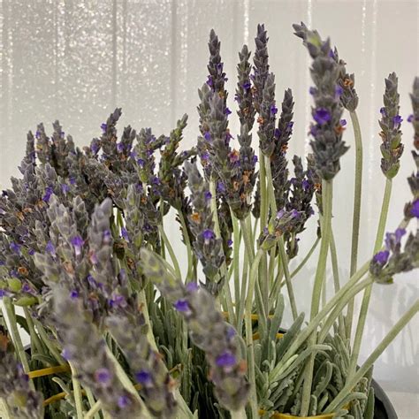 Fresh Lavender Florabundance Wholesale Flowers