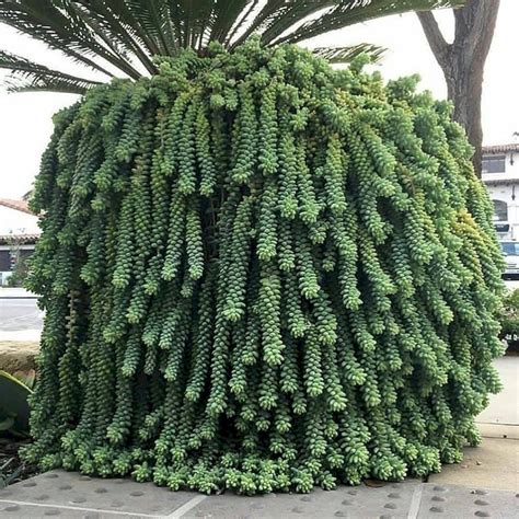 The Biggest Succulents Ive Ever Seen