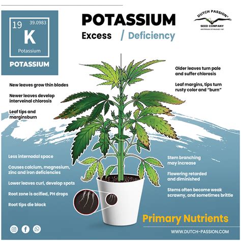 Make sure to start your plants packed up with nutrients so all goes well while the plant is growing. A Visual Guide to Cannabis Deficiencies | Dutch Passion