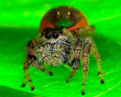 Furry Spider Photograph By Larry Bresko