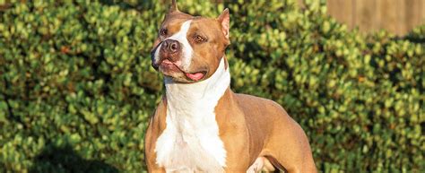 Aggressive pit bull or loving family dog? American Staffordshire Terrier - Dog Breed history and ...