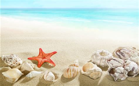 Wallpaper Beach Seashell Starfish Sea 3840x2160 Uhd 4k Picture Image