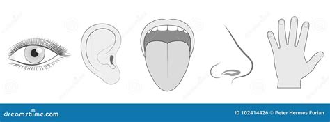 Five Senses Sight Hearing Taste Smell Touch Stock Vector Illustration