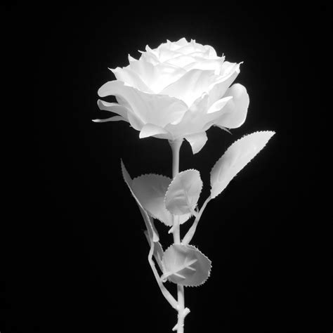 Gambar Bunga Mawar Hitam Putih Keren Taikes