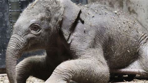 Baby Elephant Born At The St Louis Zoo Metro
