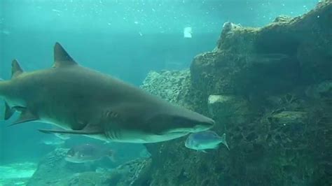 Cretquarium Sea Animals Sharks And Large Fish Crete