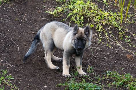We are dedicated to produce the healthiest pups, through continuing education and a dedication to the health of the canine species as a whole. American Alsatian | Unique dog breeds, Alsatian dog ...