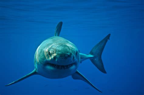 Great White Sharks Seem To Avoid The Surface Until They Grow Up