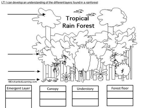 4 Way Differentiated Layers Of The Rainforest Worksheets By