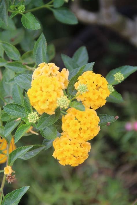 Yellow Lantana Camara Flower Infront Of A House Stock Image Image Of