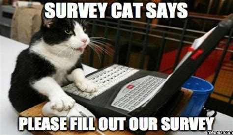 Survey Cat Says Please Crazy Cats Cat Memes Cats